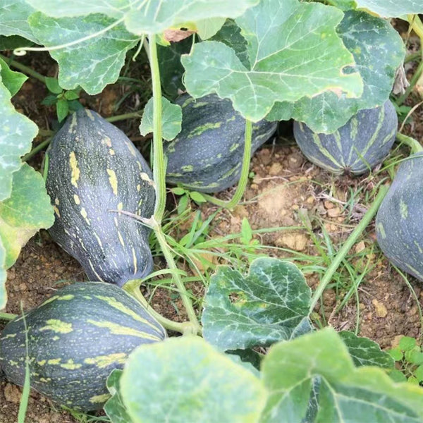 Sweet Taro Flavor Pumpkin Seeds, 10g