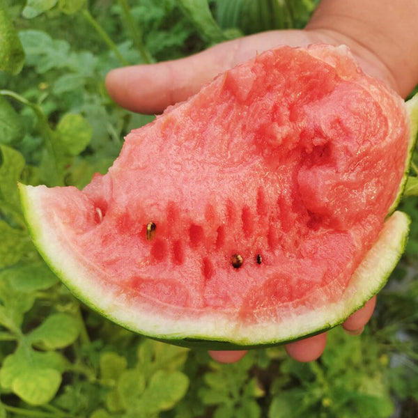 'Super Sweet 2K' Watermelon, 10 Seeds