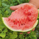 'Super Sweet 2K' Watermelon, 10 Seeds
