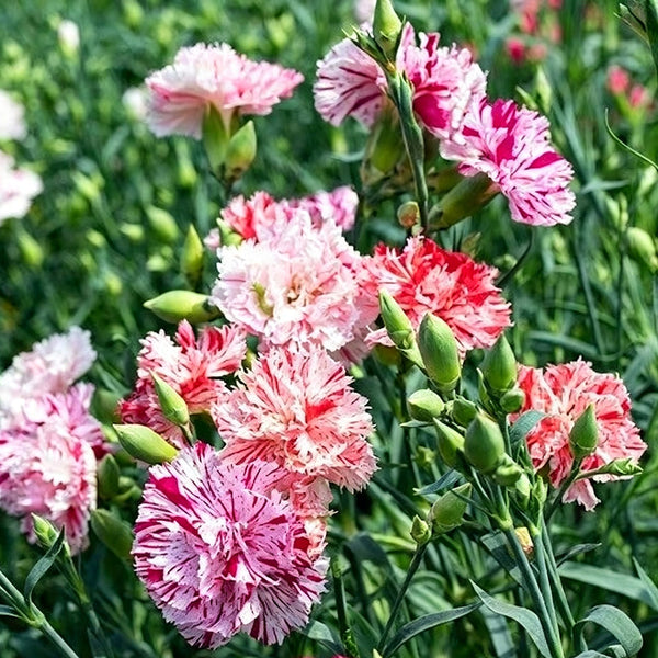Frilly Mixed Carnation, 10 Seeds