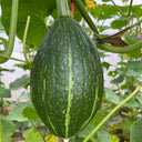 Sweet Lucky Star Pumpkin Seeds, 500 Seeds