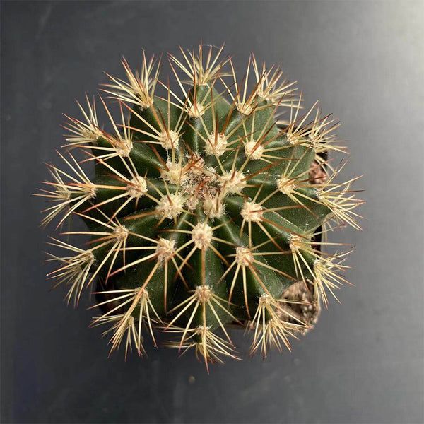 Melocactus broadwayi, 3-4cm