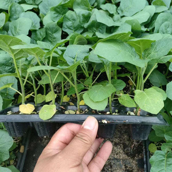 Tuolubamu Eggplant Rootstock Seeds, 5g