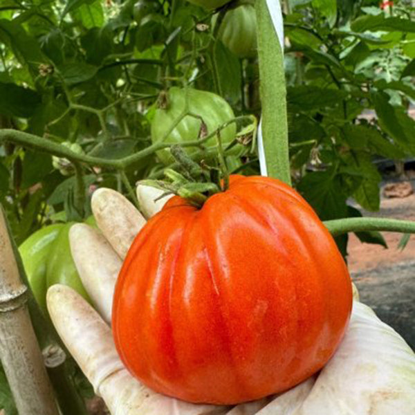 CORAZON Fleshy Tomato Seeds, 10 Seeds