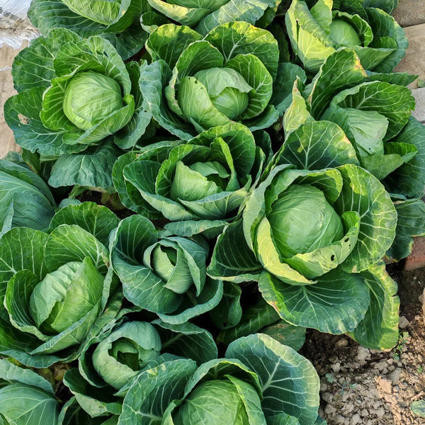Fruit Cabbage Seeds, 2g
