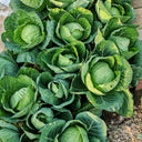 Fruit Cabbage Seeds, 2g