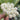 Hoya pachyclada, 5 Cuttings