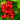 Red Currant, 10 Seeds