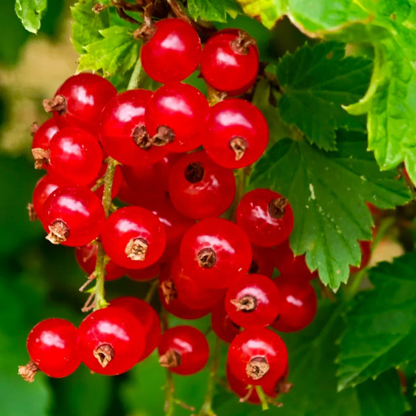 Red Currant, 10 Seeds