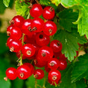 Red Currant, 10 Seeds
