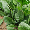 Spring-Autumn Large-Leaf Spinach Seeds, 20g