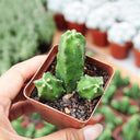 Echinocereus pentalophus cv 'Momotaro', 4-5cm