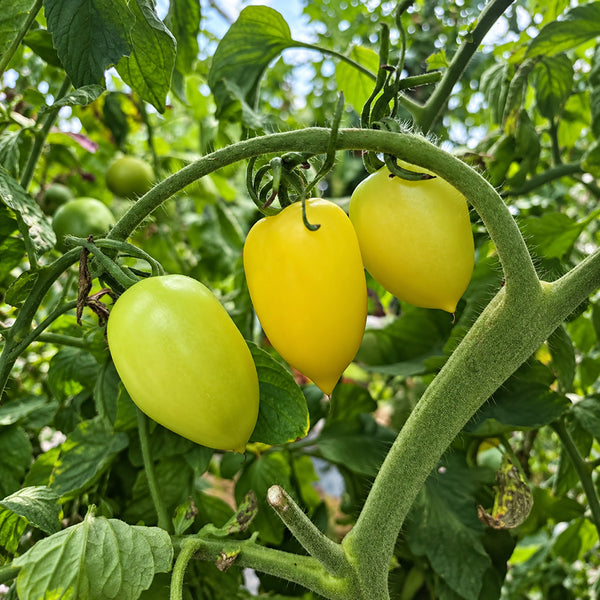234 Banana Singapore Cream Tomato, 5 Seeds