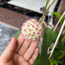 Hoya 'Wonder', 3 Cuttings