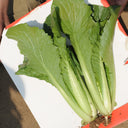 Emerald Green Baby Bok Choy Seeds, 5 × 10g Bags