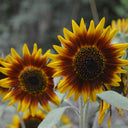 'Solar Eclipse' Ornamental Sunflower Seeds, 1g