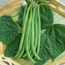Pioneer Snap Bean Seeds, 5 × 10g Bags