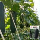 Black Skin Winter Melon Seeds, 50 Seeds