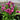 'Paco' Calla Lily, 18/20cm Circumference, 1 Bulb