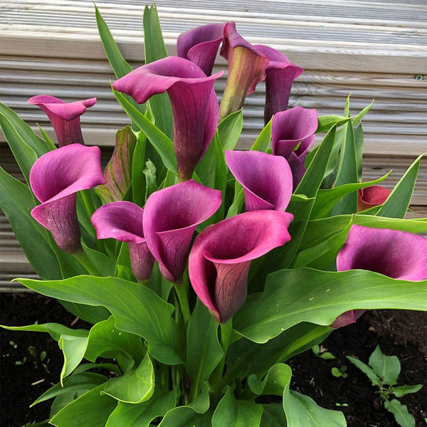 'Paco' Calla Lily, 18/20cm Circumference, 1 Bulb
