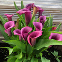 'Paco' Calla Lily, 18/20cm Circumference, 1 Bulb
