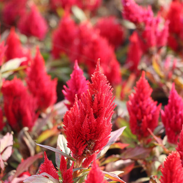 Hezhichun Red Feathered Cockscomb Seeds, 1g