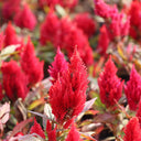 Hezhichun Red Feathered Cockscomb Seeds, 1g