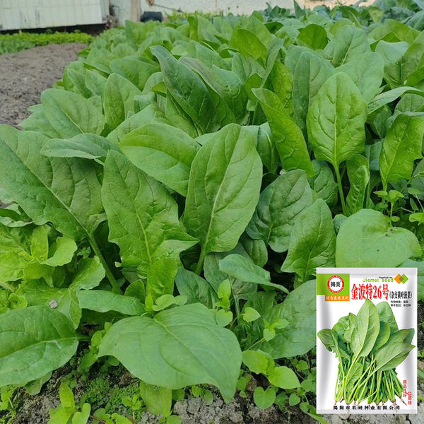 'Jinbote No.26' Spinach Seeds, 10g