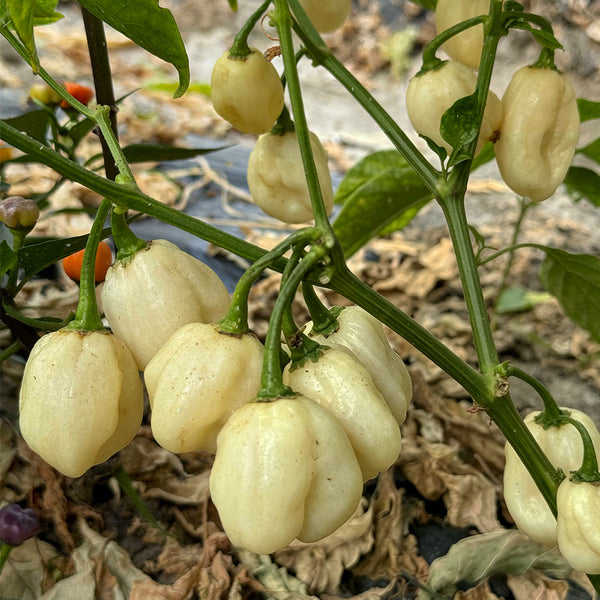 White Habanero Pepper, 5 Seeds