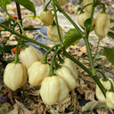 White Habanero Pepper, 5 Seeds