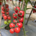Pink Beibei Cherry Tomato, 30 Seeds