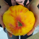 Cocktail Fruit Tomato, 20 Seeds