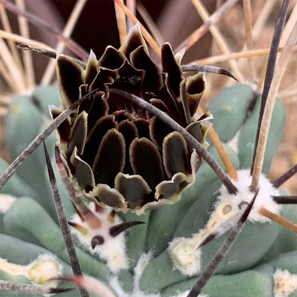 Chihuahuan Fishhook Cactus Seeds, Pkt of 25