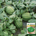 'Crimson Jewel' Red Flesh Watermelon Seeds, 200 Seeds