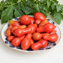 292 English Breakfast Multiflora Tomato, 5 Seeds
