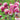 Hezhichun Aquilegia 'Crown Jewels Mixed' Seeds, 1g