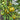 457 Dwarf Numbat Tomato, 5 Seeds