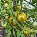 457 Dwarf Numbat Tomato, 5 Seeds