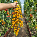 105 Orange Strawberry F2 Tomato, 5 Seeds