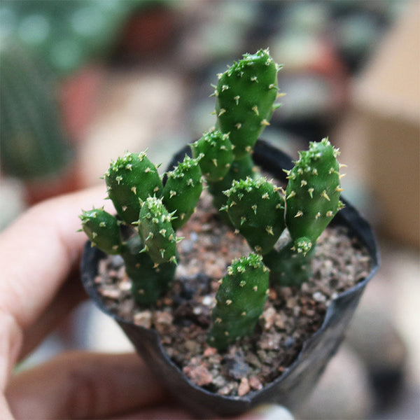 3Pcs Cylindropuntia leptocaulis, 3-4cm