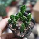 3Pcs Cylindropuntia leptocaulis, 3-4cm