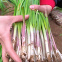 Purple-rooted Chinese Chives Seeds, 5 × 5g Bags