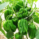 Spicy Chili Pepper Seeds, 1000 Seeds