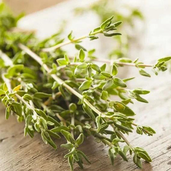 Mongolian Thyme Seeds, 250 Seeds
