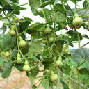 Extra Small Bottle Gourd, 30 Seeds