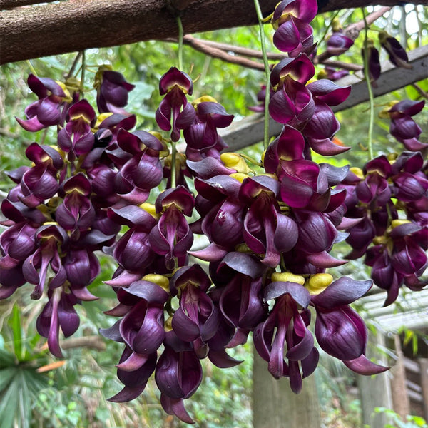 Evergreen Mucuna, 10 Seeds