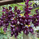 Evergreen Mucuna, 10 Seeds