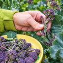 U2421 Early Purple Sprouting Broccoli, 10 Seeds