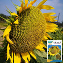 Super Giant Edible Sunflower Seeds, 10g