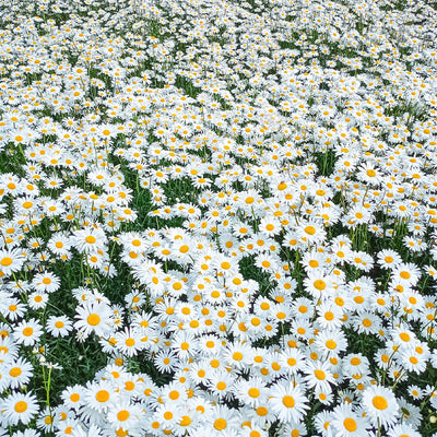 Max Chrysanthemum
